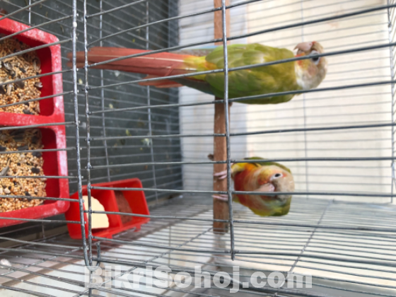 1pair pineapple conure double red factor (running pair)